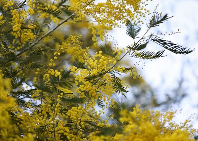 Acacia Tree (Acacia spp.)