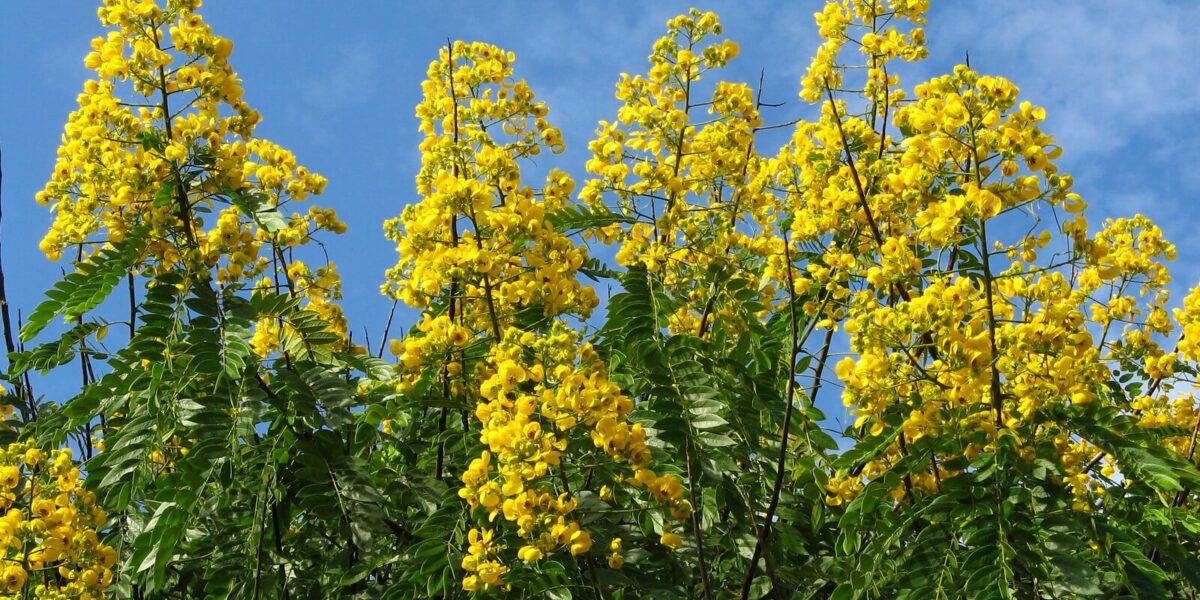 Brazilian tree with yellow flowers