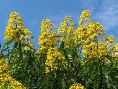 Brazilian tree with yellow flowers