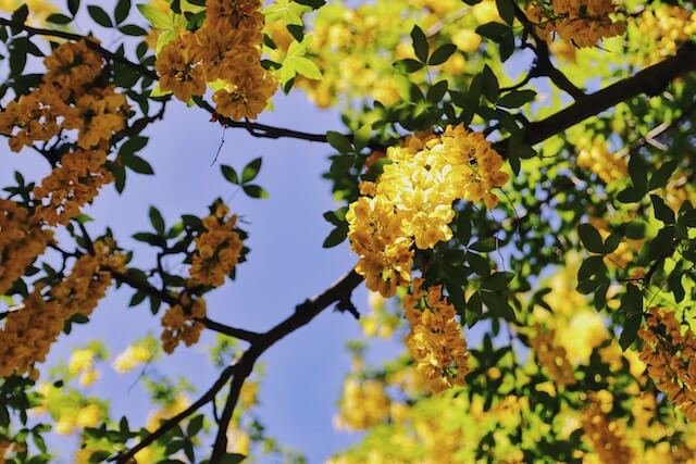 Golden Chain Tree (Laburnum anagyroides)