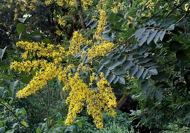 Golden Rain Tree (Koelreuteria paniculata)