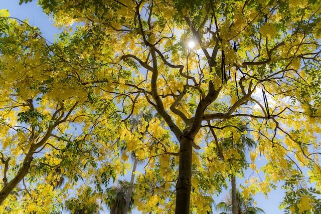 Indian Laburnum (Cassia fistula)