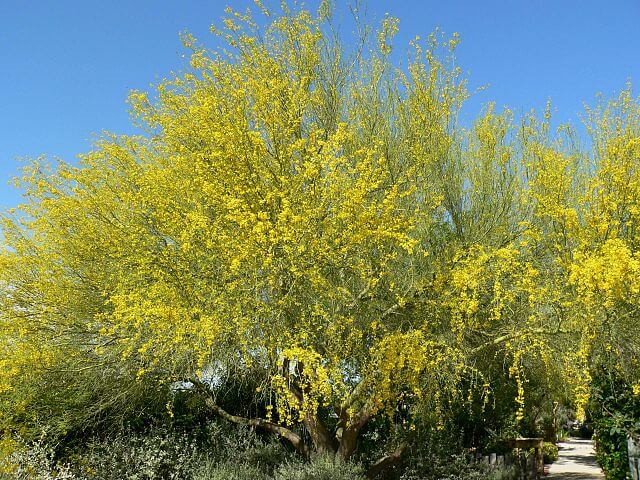 Blue Palo Verde (Parkinsonia florida)