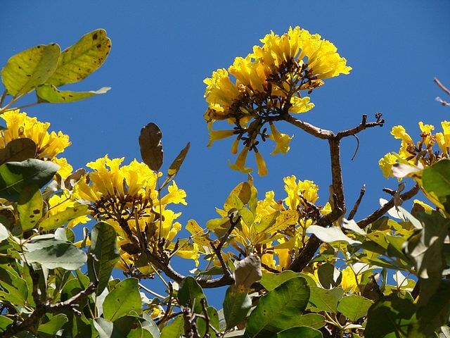 Yellow Trumpet Tree (Tabebuia aurea)