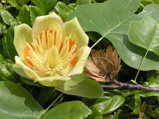 Tulip Tree (Liriodendron tulipifera)