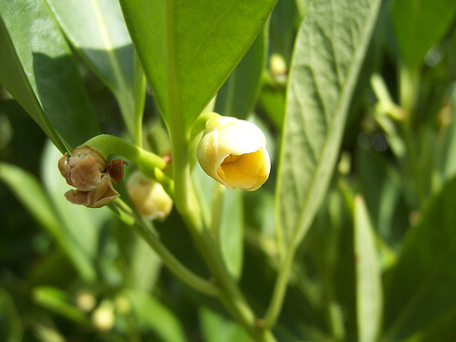 Yellow Anisetree (Illicium parviflorum)