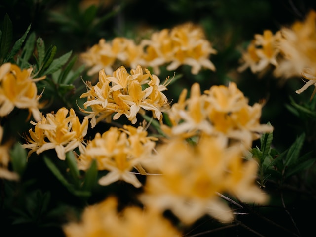 Azalea Lemon Lights (Rhododendron)