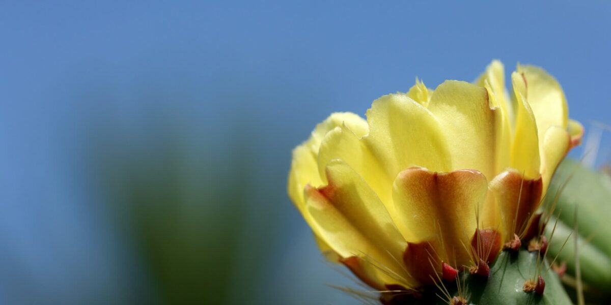 Beatiful cactus with yellow flower