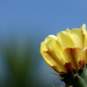 Beatiful cactus with yellow flower