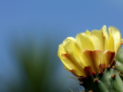 Beatiful cactus with yellow flower