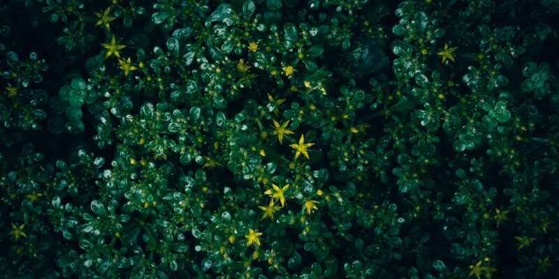 Beautiful dark green succulent with yellow flowers