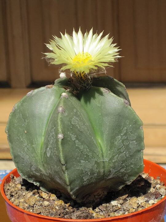 Bishop's Cap Cactus (Astrophytum myriostigma)