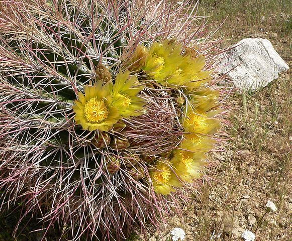 Compass Barrel Cactus (Ferocactus cylindraceus)