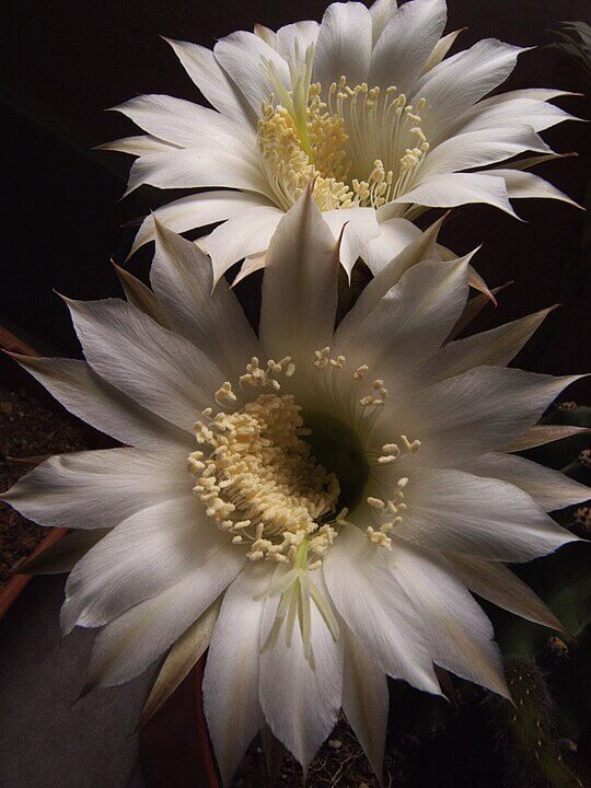 Easter Lily Cactus (Echinopsis oxygona)