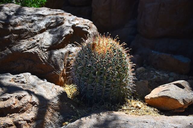 Fishhook Barrel Cactus (Ferocactus wislizeni)