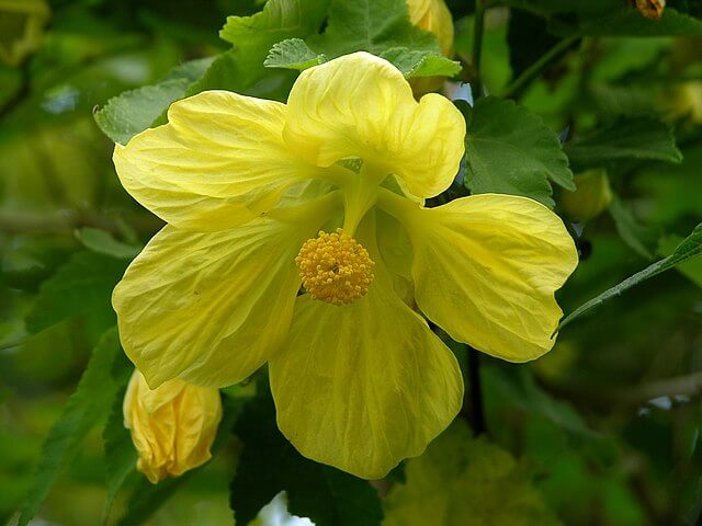 Flowering Maple (Abutilon hybridum)