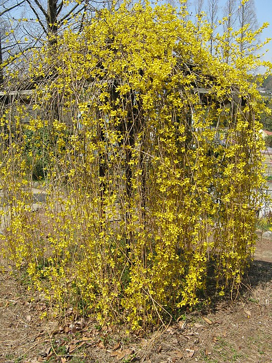 Golden Bells (Forsythia suspensa)