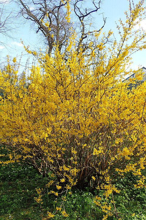 Forsythia (Forsythia spp.)