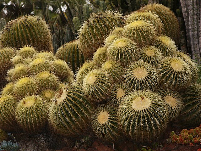 Golden Barrel Cactus (Echinocactus grusonii)