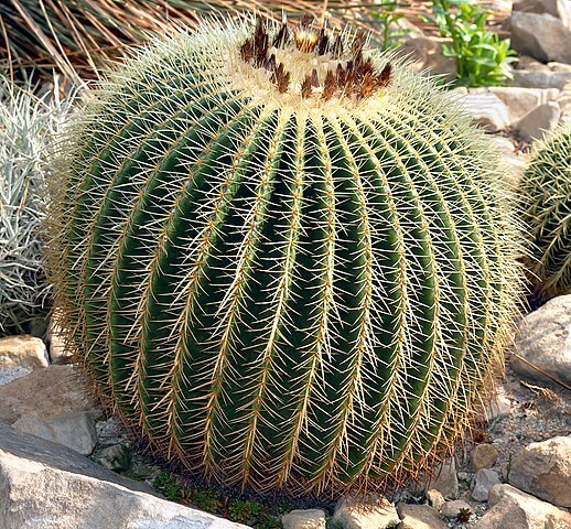 Golden Barrel Cactus (Echinocactus grusonii)