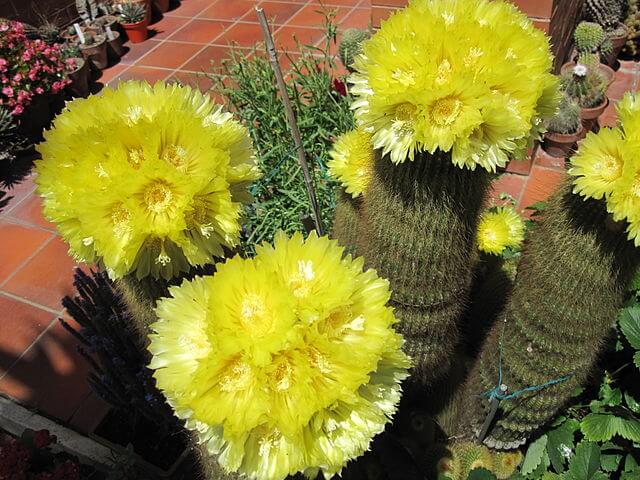 Lemon Ball Cactus (Parodia leninghausii)