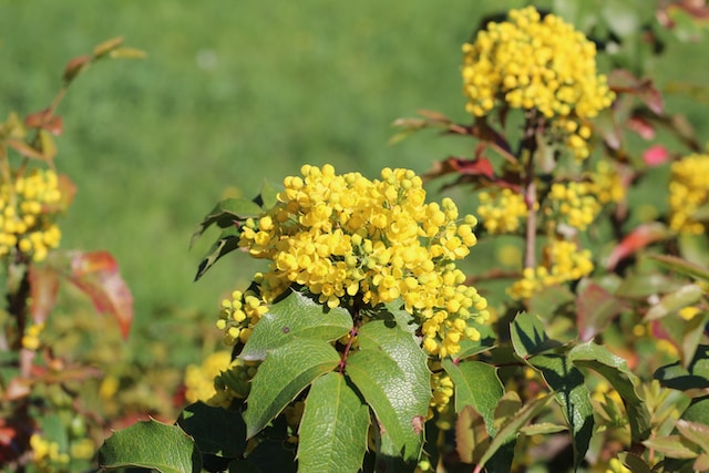 Mahonia (Mahonia aquifolium)