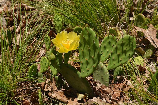 Prickly Pear (Opuntia spp.)