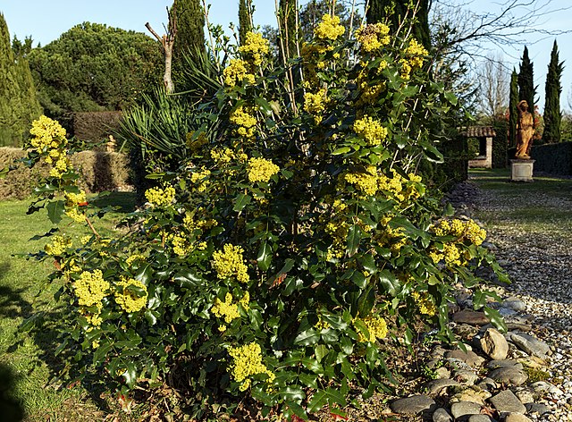 Oregon Grape (Berberis aquifolium)