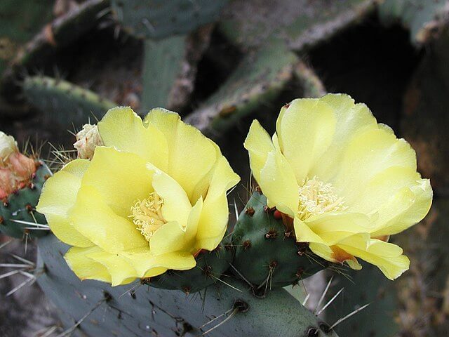 Prickly Pear (Opuntia)