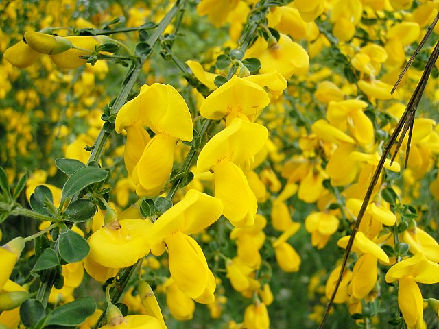 Scotch Broom (Cytisus scoparius)