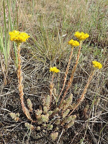 Sedum "Angelina" (Sedum rupestre "Angelina")