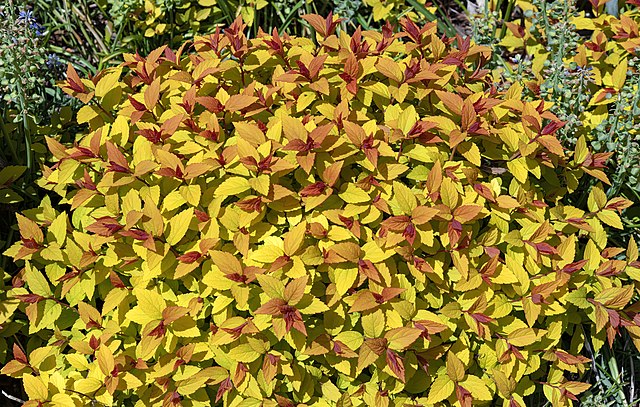 Goldflame Spirea (Spiraea japonica 'Goldflame')