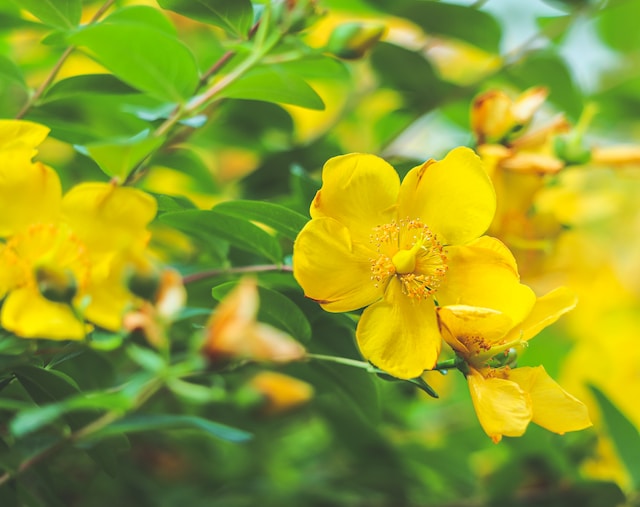 St. John’s Wort (Hypericum spp.)