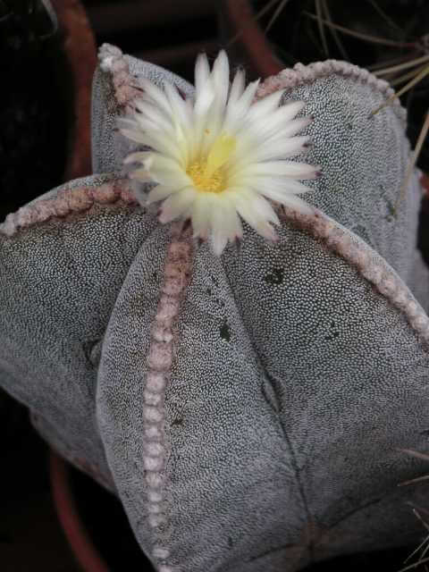 Star Cactus (Astrophytum myriostigma)