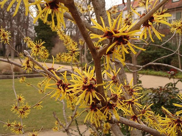 Witch Hazel (Hamamelis virginiana)