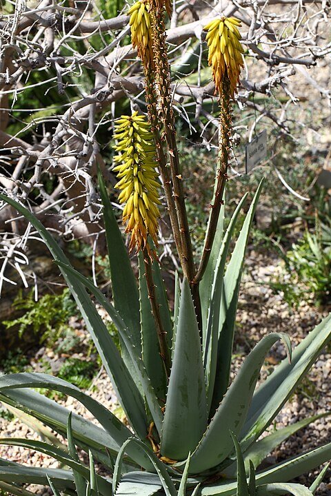 Yellow Aloe (Aloe barbadensis "Variegata")