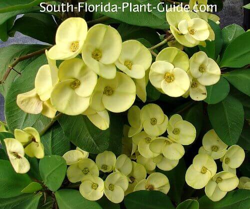 Yellow Crown of Thorns (Euphorbia milii)
