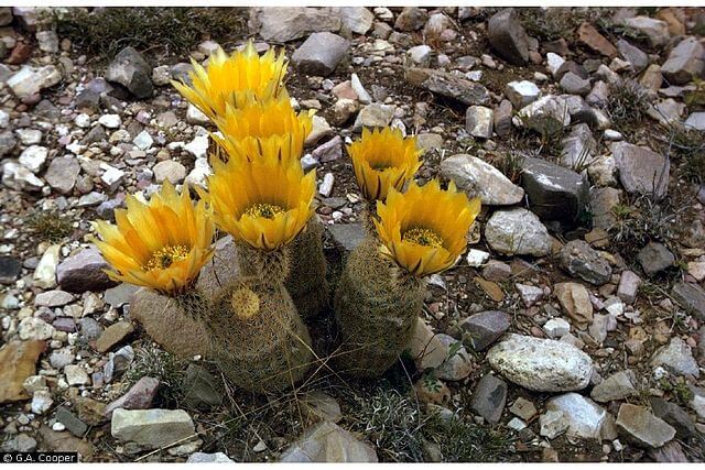 Yellow Hedgehog Cactus (Echinocereus)