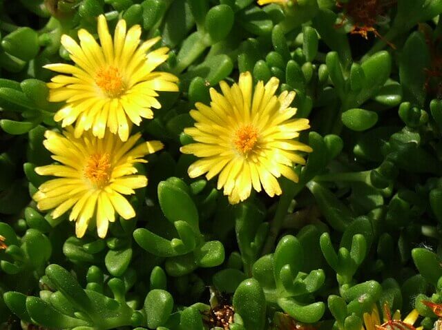 Yellow Ice Plant (Delosperma nubigenum)