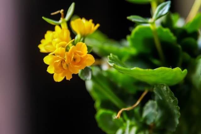 Yellow Kalanchoe (Kalanchoe)