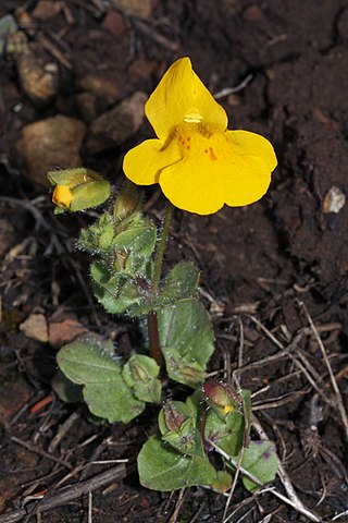 Yellow Monkey Flower (Mimulus guttatus)