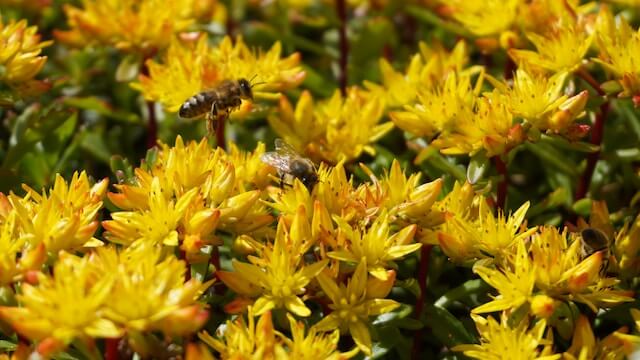 Yellow Stonecrop (Sedum ellacombianum)