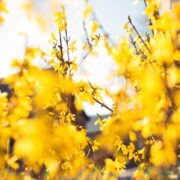 Amazing yellow flowering bushes