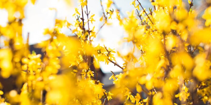 Amazing yellow flowering bushes